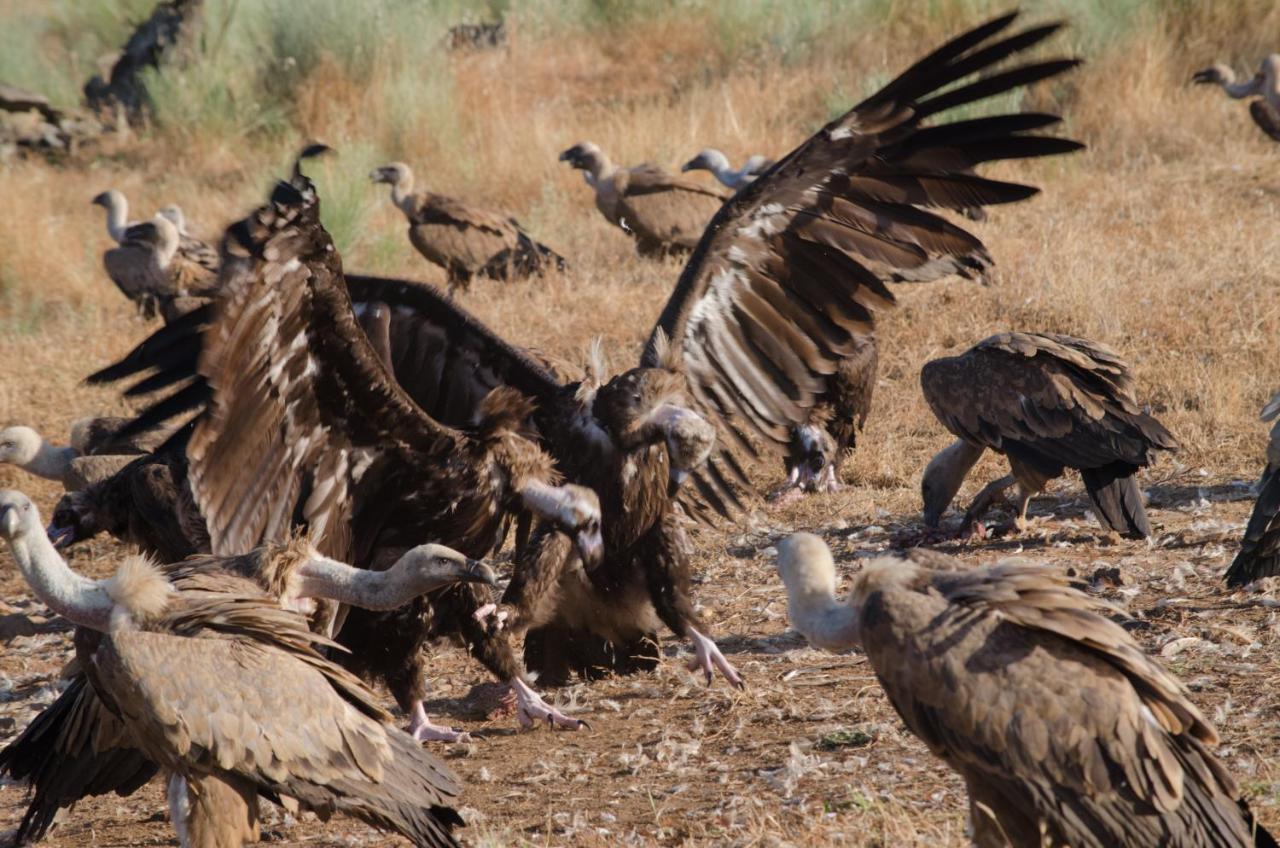 Alojamiento La Canada Monfrague Torrejón el Rubio Εξωτερικό φωτογραφία